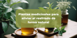 Lee más sobre el artículo Plantas Medicinales para Aliviar el Resfriado de Forma Natural: Guía Completa